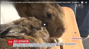 Десятки тисяч гостей з'їхались на виставку "Агроекспо-2017"